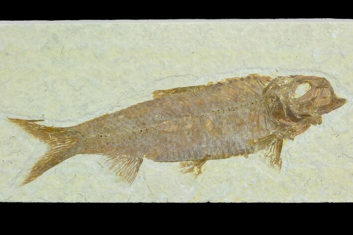 Fossil Fish (Knightia) - Green River Formation #122801